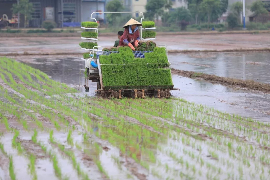 Chinese rice planting