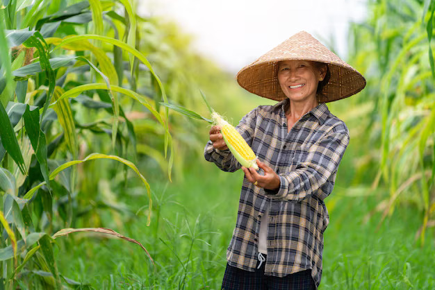 Asian farmer with corn