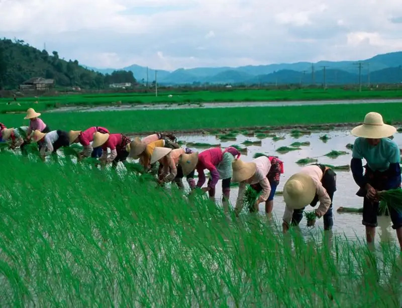 Women rice planting line