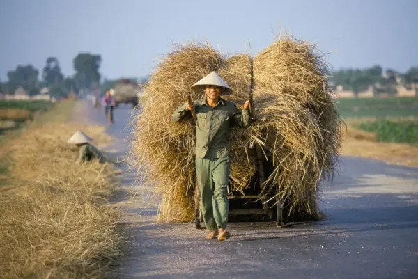 Vietnamese hay cart