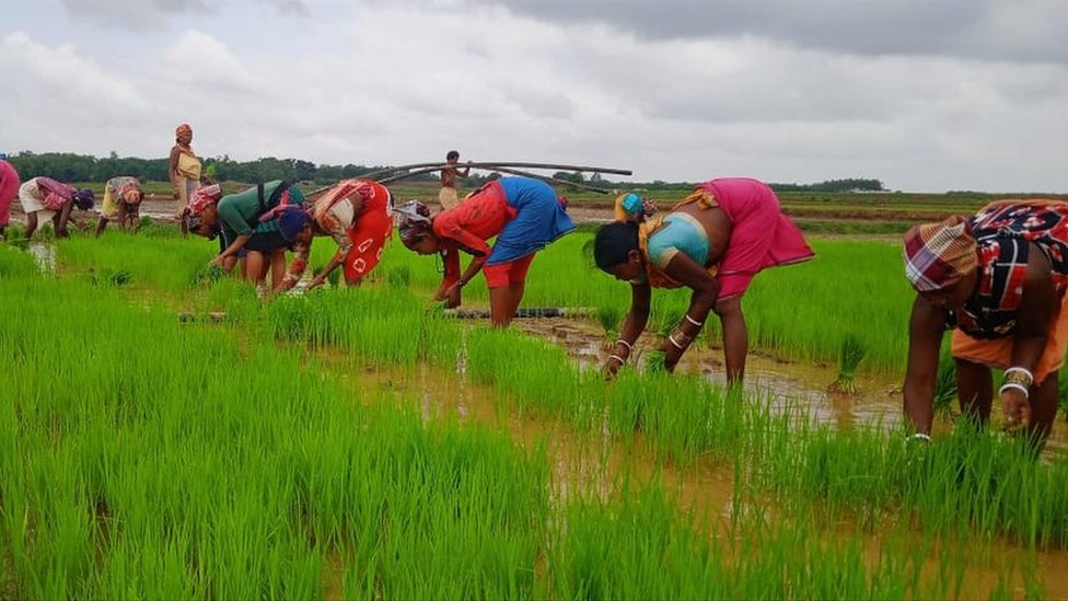 Indian women in paddy