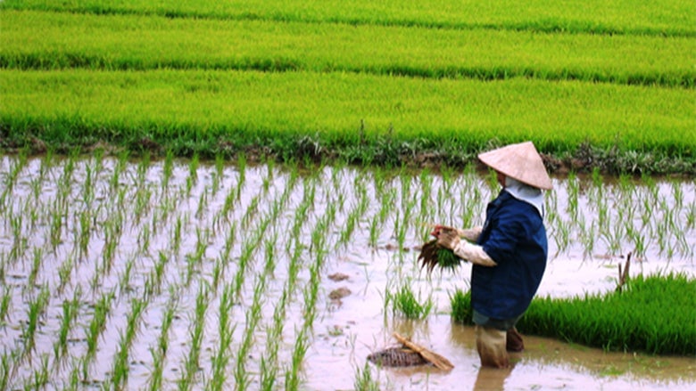 Vietnam paddy farmer