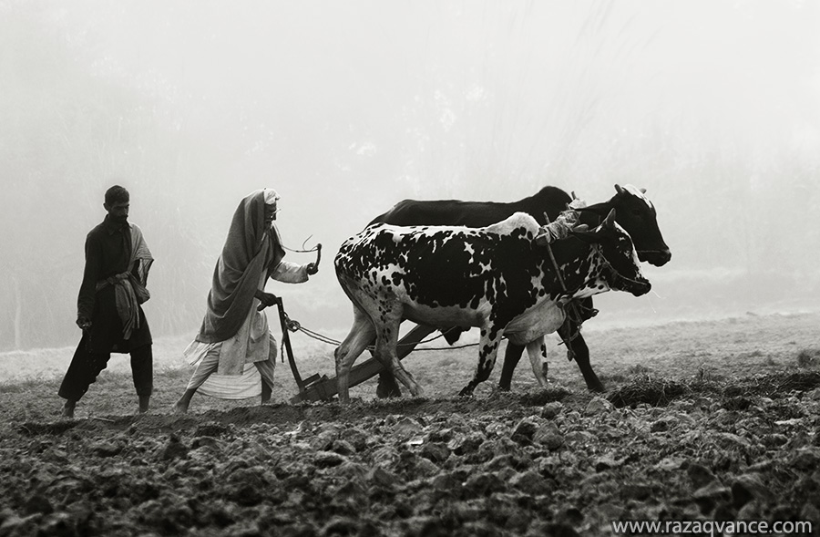 Ploughing with oxen